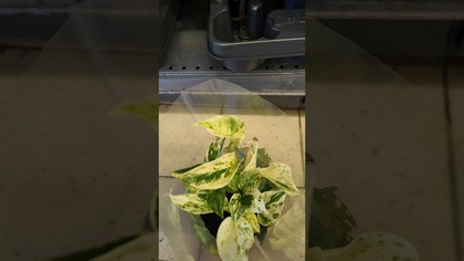 PNĄCZA W BIEDRONCE! ROŚLINY TYLKO 14,99 PLN! NOWE ALOKAZJE! EPIPREMNUM, PHILODENDRONY!