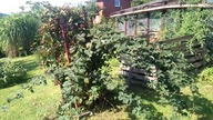 #44 Jeżyna bezkolcowa, owoce już są