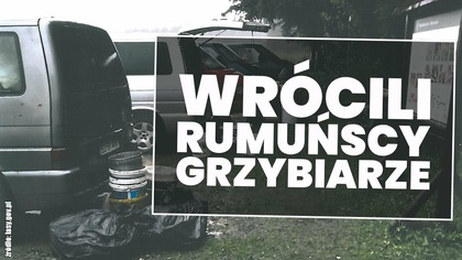 Do polskich lasów powrócili grzybiarze z Rumunii i Słowacji!