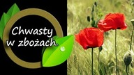 Jak się pozbyć .....  NIE!!! 3 powody.