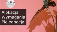 Alokazja uprawa, wymagania, pielęgnacja. Jak dbać o alokazję? Alocasia amazonica, Polly