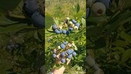 Moja boróweczka.