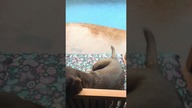 Labrador przy basenie