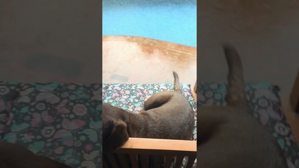 Labrador przy basenie