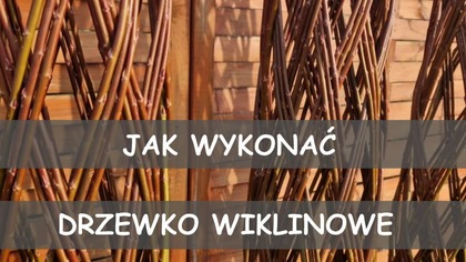  Wyplatamy żywe drzewko wiklinowe.  Naturalne formy ogrodowe.