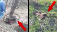 SZCZĄTKI DZIWNEGO ZWIERZĘCIA ZNALEZIONE PRZEZ WIDZA!? - ZNALEZISKA WIDZÓW 13