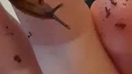 Pancake #slugs are hella fast (compared to shelled #snails LOL)