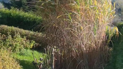 #shortsMiskant olbrzymi szaleje na wietrze