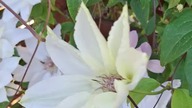 Clematis FUJU NU TABI #Clematisy