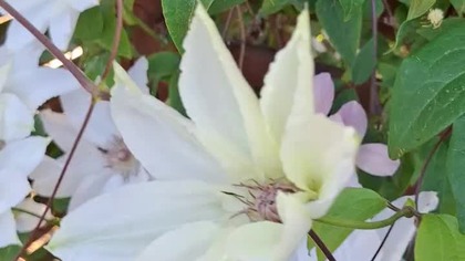 Clematis FUJU NU TABI #Clematisy
