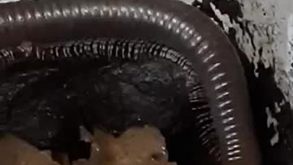 Telodeinopus aouti  #wij #krocionóg