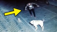 KAMERA NAGRAŁA MĘŻCZYZNE I BEZDOMNEGO PSA, to co stało się później BYŁO ZASKAKUJĄCE...