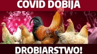 COVID dobija drobiarstwo! 800 mln zł strat! Nadzieja w szybkim otwarciu gastronomii | P.  Lisiecki