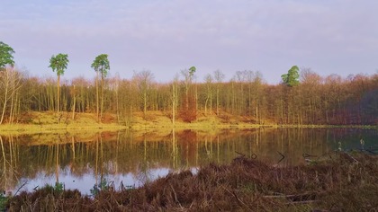 Early Spring Lake Birds & Ducks &bull; Peaceful Morning Nature Sounds for Relaxation