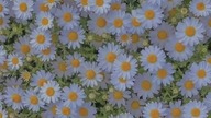 Risa Linn - Snap (lyrics)