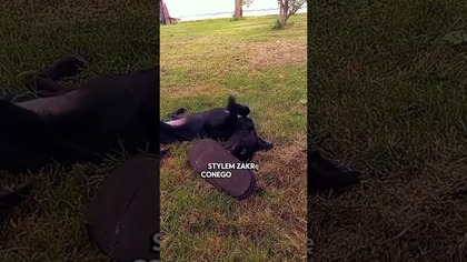 Nela kontra kapeć  #shorts
