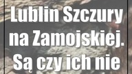 Lublin: Szczury na Zamojskiej.  Są czy ich nie ma?