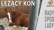 Leżący koń - RADY SPOD LADY