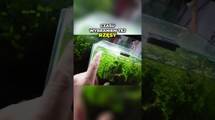 Akwarium Bezobsługowe Piękno i Prostota w Jednym!