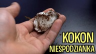 Chciała poczuć się mamą 