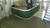 Niezwykle groźny pies wbiega do biura