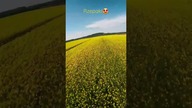 Rzepak rzepak wszędzie rzepak... 