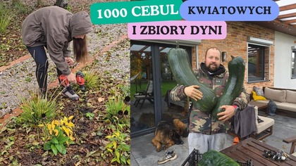 Sadzimy 1000 cebul kwiatowych.  Zbiory dyni.