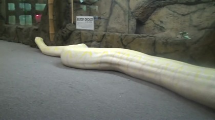 Gigantyczny pyton albinos