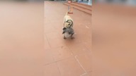 LiveLeak - This dog and goose share an embrace in Vietnam