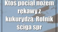 Ktoś pociął nożem rękawy z kukurydzą.  Rolnik ściga sprawców