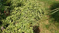 #286 Barwinek pospolity Variegata Vinca - poznajcie go bliżej!