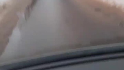 dzik dalmatyńczyk, dzik w łatki, prosze o subskrybcje kanału