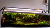 Belka na listwach LED w akwarium roślinnym.