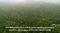 The fascinating legend of Harimau Jadian - a Weretiger of Malaysia