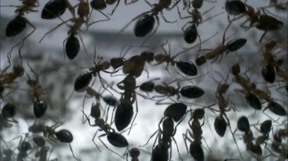 Sekrety potęgi mr&oacute;wek - dokument lektor pl