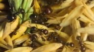 Mrówki Messor barbarus zbierające nasiona #mrówki #owady #messor #barbarus #hodowla