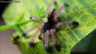 Przeprowadzka  2x Avicularia avicularia  !