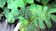 ALBIZIA Julibrissin PRZYROSTU CDN
