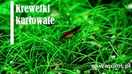 Krewetki karłowate.