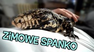 W końcu!  TEJU WYBUDZONY 