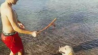 Labrador w Bałtyku! Sharp, Rubik i Sarmata na plaży! Czy na Dominikanie są takie plaże? #labrador