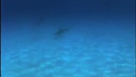 Uratowany przez delfiny