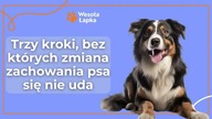 Trzy zasady zmiany zachowania psa