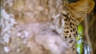 Panthera pardus - Leopards Tribute - Ghost Town