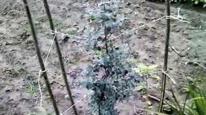 eukaliptus. dbv.pl/news. php Eukaliptus gunni film 180cm polska północna LG P350 VIDEO TEST