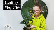 Vlog#16 Rośliny domowe w marcu.  Co robię i co planuję robić ze swoimi roślinami domowymi
