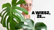 MONSTERA- czy kwitnie, dlaczego nie rośnie, dlaczego ma małe liście ?