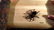 Handling oraz info gatunkowe  Brachypelma auratum