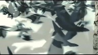 Swarm transformation various scenes