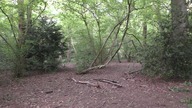 Las / Forest # 2